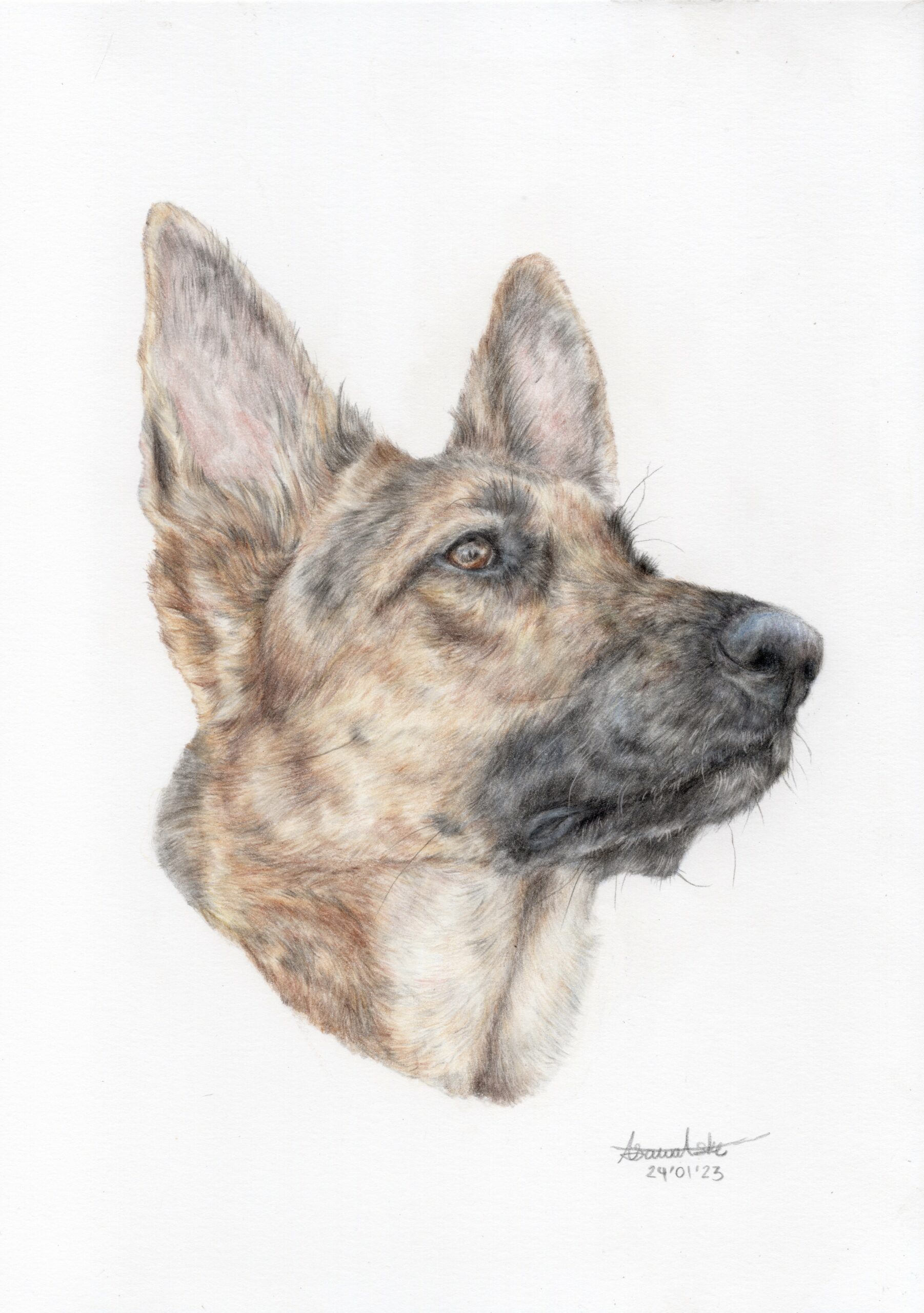 German Shepherd