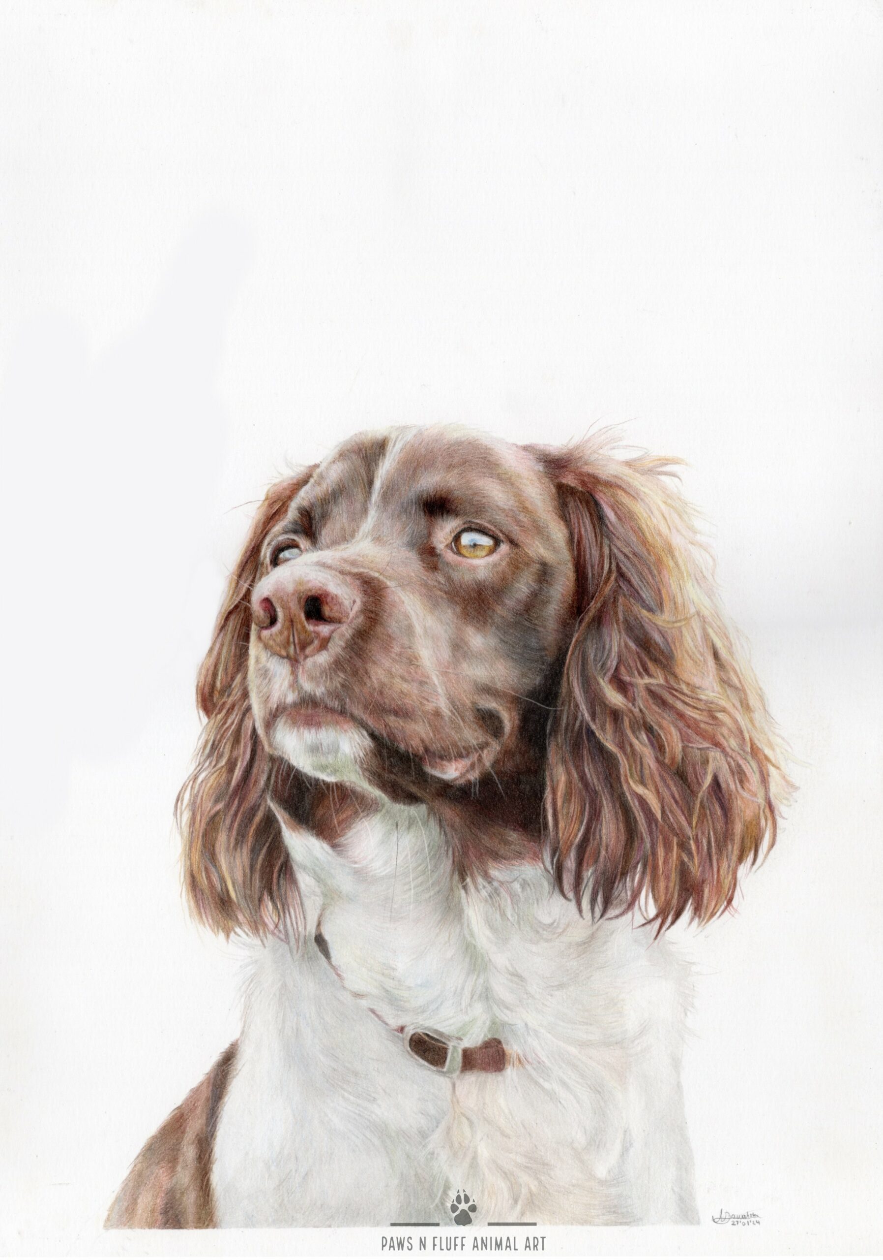 English Springer Spaniel